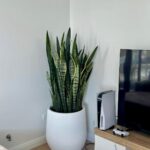 Snake plant with variegated leaves in a white pot in a room corner.