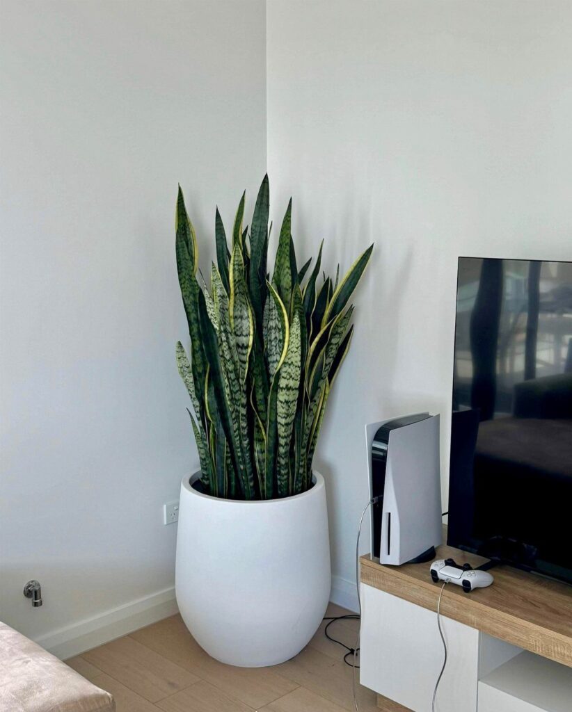 Snake plant with variegated leaves in a white pot in a room corner.