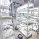 White metal shelves with LED lights holding many small jars of plant cultures.