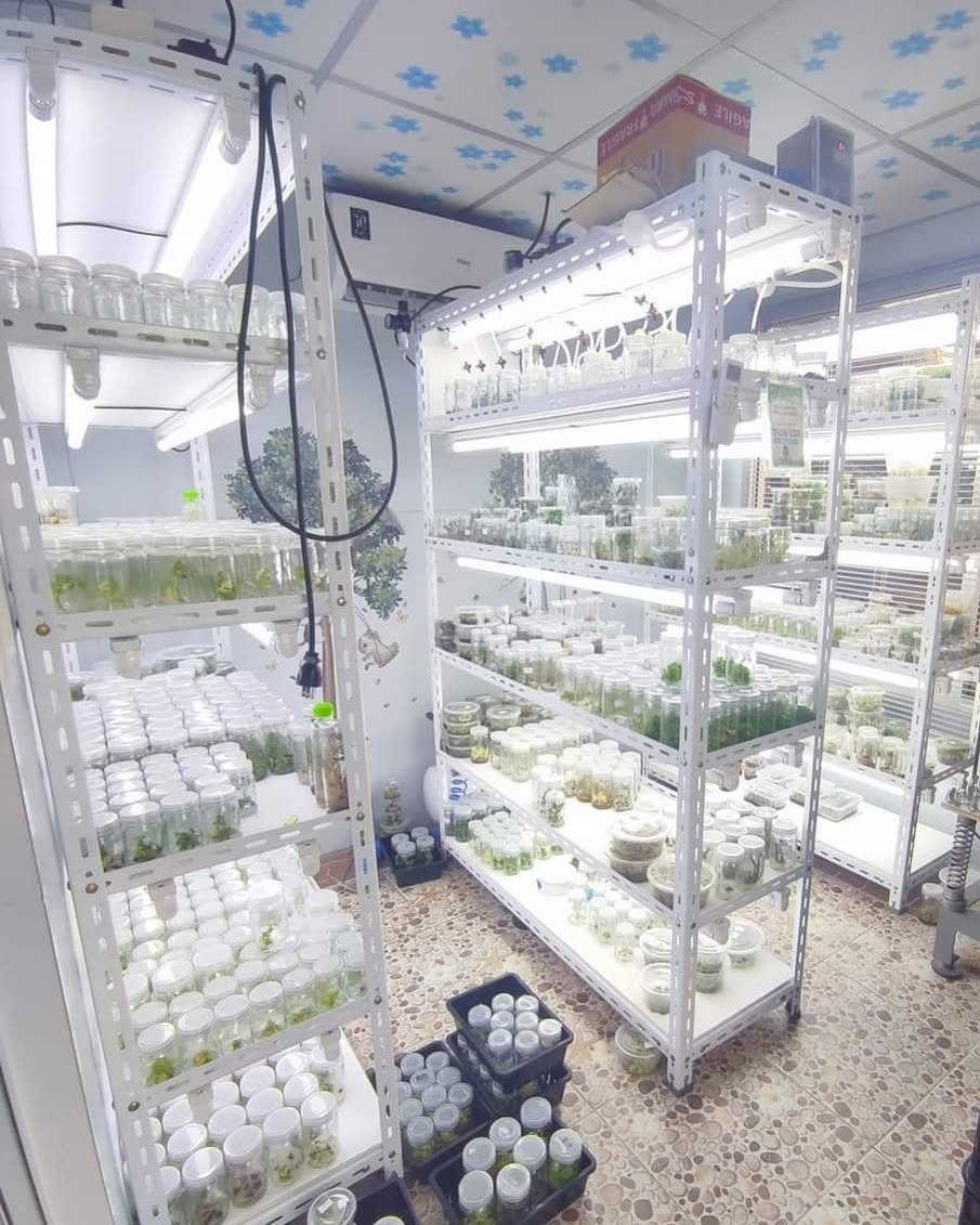 White metal shelves with LED lights holding many small jars of plant cultures.