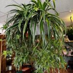 Large variegated spider plant with arching leaves hanging in a grey pot.