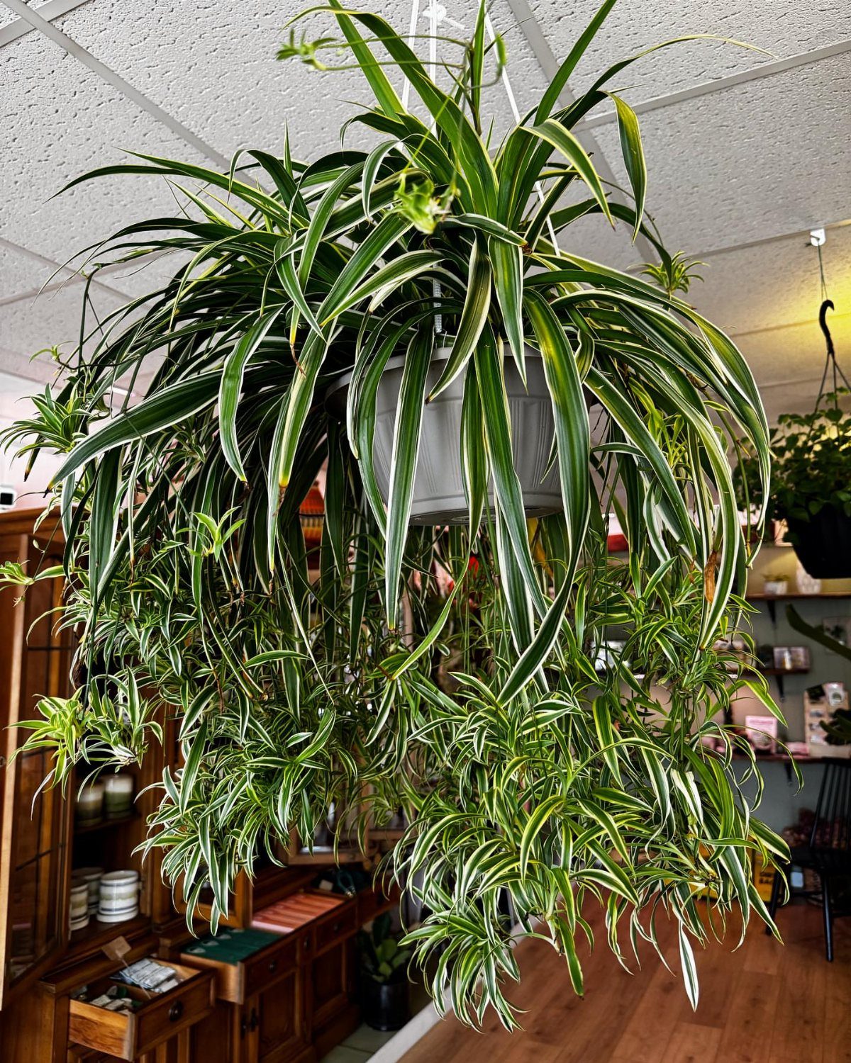 Large variegated spider plant with arching leaves hanging in a grey pot.